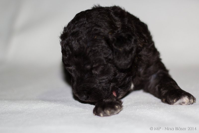 2014-02-18 Welpen Svet & Ruby-1895.jpg - Day 15